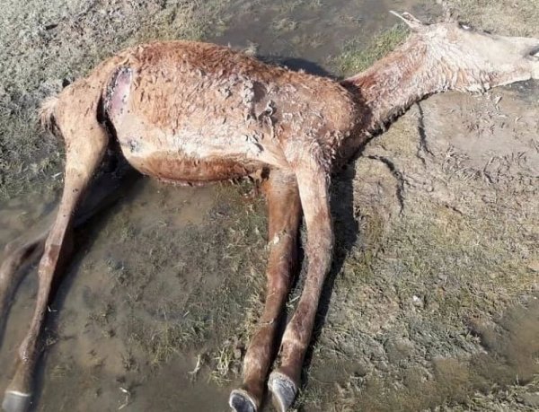 Фото измождённых лошадей в Мангистау: Чиновники обвинили во лжи волонтёров