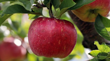 Сколько яблок можно съедать в день, рассказала диетолог