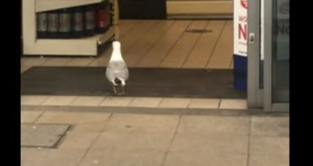 Пока никто не видел: хитрая чайка зашла в магазин и украла еду