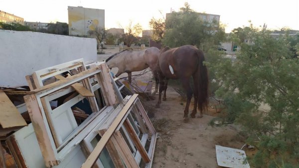 Лошади ищут еду у мусорных контейнеров в Актау