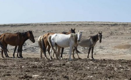 Из костей могу дом построить: Фермер Мангистау рассказал о засухе и гибели скота