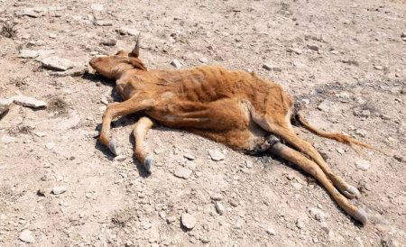 «Помощи хватило на два дня»: Фермер Мангистау бросает дом и уезжает из области