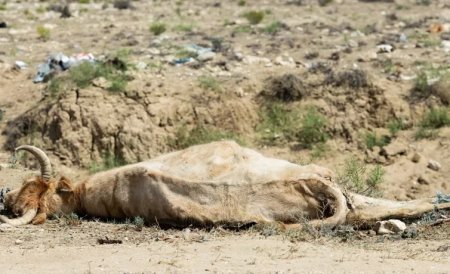 «Помощи хватило на два дня»: Фермер Мангистау бросает дом и уезжает из области
