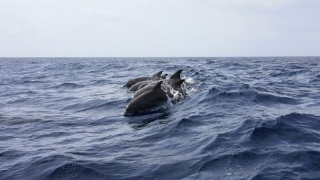 Дельфины помогли спасти 12 часов дрейфовавшего мужчину 