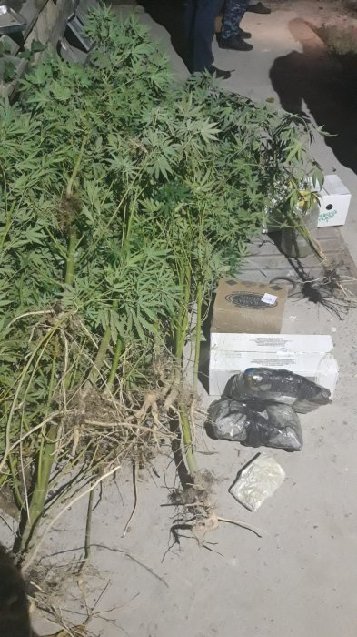 У жителя Актау изъяли 92 куста конопли