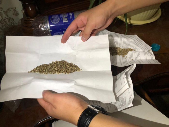 У жителя Актау изъяли 92 куста конопли