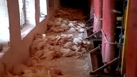 Куры умирают от голода на птицефабрике в Акмолинской области 
