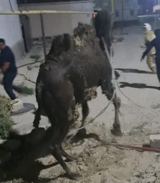 Спасатели вытащили верблюда из ямы в Мангистау