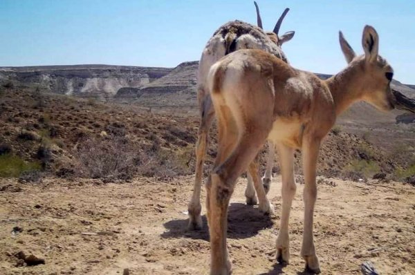 Фотоловушки сняли обитателей Устюрта в Мангистау
