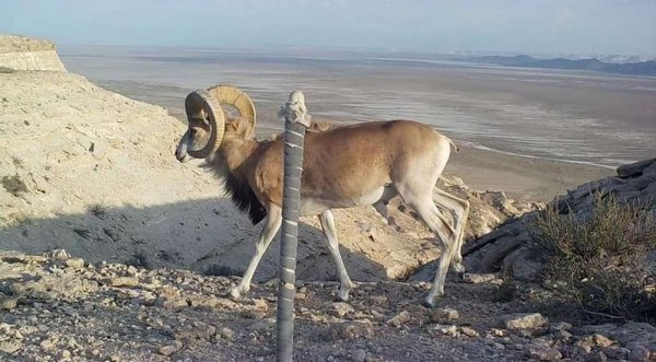 Фотоловушки сняли обитателей Устюрта в Мангистау