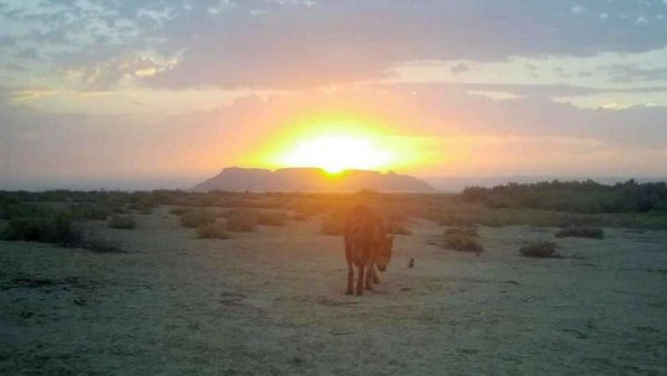 Фотоловушки сняли обитателей Устюрта в Мангистау