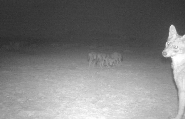 Фотоловушки сняли обитателей Устюрта в Мангистау