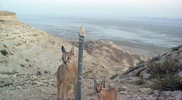 Фотоловушки сняли обитателей Устюрта в Мангистау