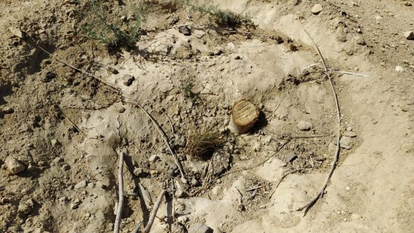 Высаженные в прошлом году саженцы тополей исчезли из лунок в Актау