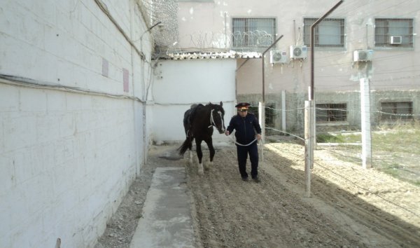 Лошадей используют для поиска подкопов в СИЗО Актау