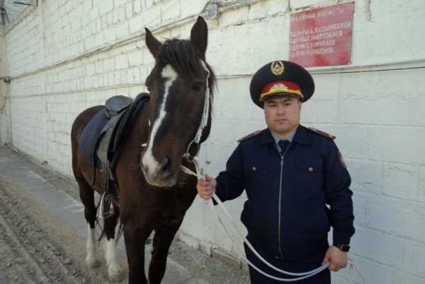 Лошадей используют для поиска подкопов в СИЗО Актау