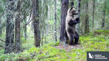 Танцующий "Ламбаду" медведь стал героем курьезного видео