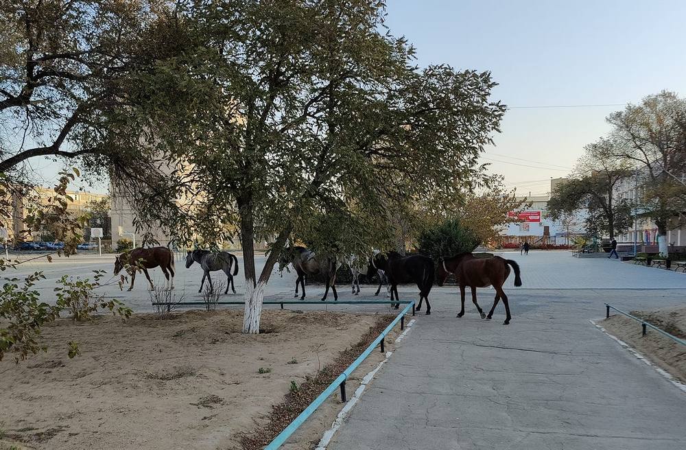 Лошадки гуляют в школьном дворе