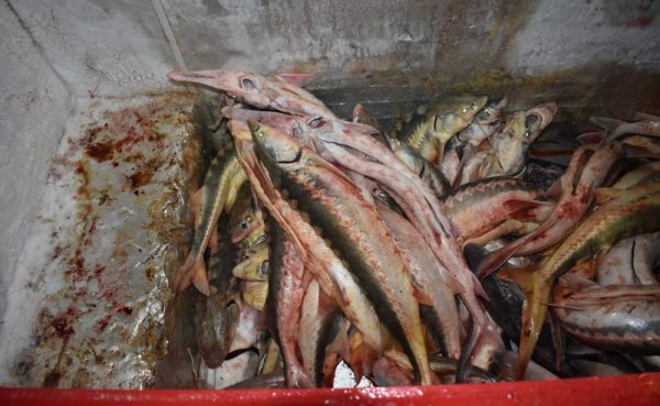 За краснокнижную рыбу до 12 лет колонии может грозить жителю Мангистау