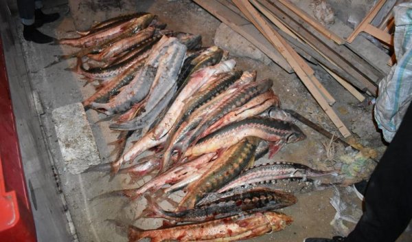 За краснокнижную рыбу до 12 лет колонии может грозить жителю Мангистау