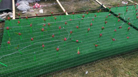 Это только цветочки! Кто принял решение установить пластиковые тюльпаны в Актау за 15 миллионов тенге