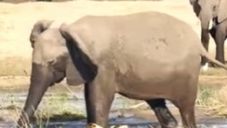 Схватка слона с крокодилом попала на видео в Замбии
