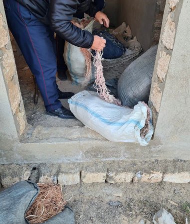 Больше 400 килограммов рыбы осетровых пород обнаружено у жителей Мангистау