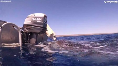 Невероятное видео: как лабрадор китовую акулу “поцеловал”