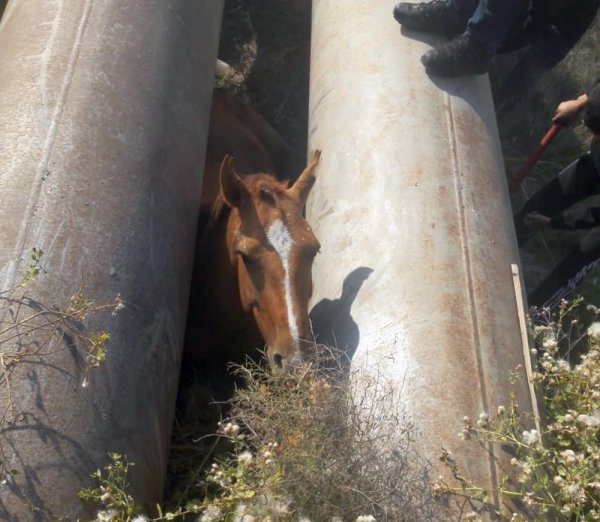 Лошадь застряла между трубами в пригороде Актау