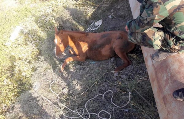 Лошадь застряла между трубами в пригороде Актау