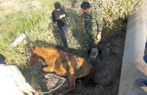 Лошадь застряла между трубами в пригороде Актау