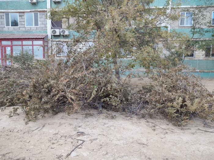 Жители 11 микрорайона Актау пожаловались на вырубку живых деревьев