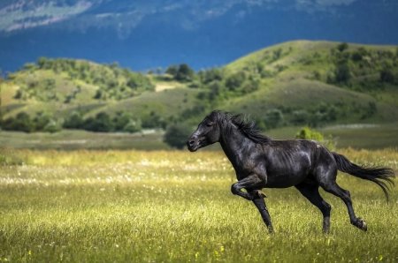 Разочарование года: лошадь впервые одомашнили не в Казахстане