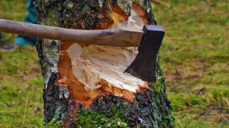 За незаконную вырубку деревьев в Казахстане предъявлены иски на 90 млн тенге