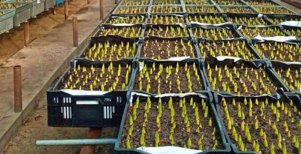 Настоящие тюльпаны: Нефтяник показал, что в Мангистау можно выращивать цветы