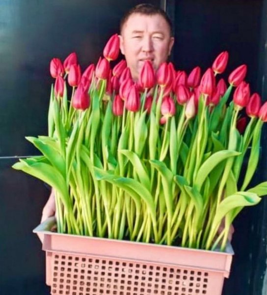 Настоящие тюльпаны: Нефтяник показал, что в Мангистау можно выращивать цветы