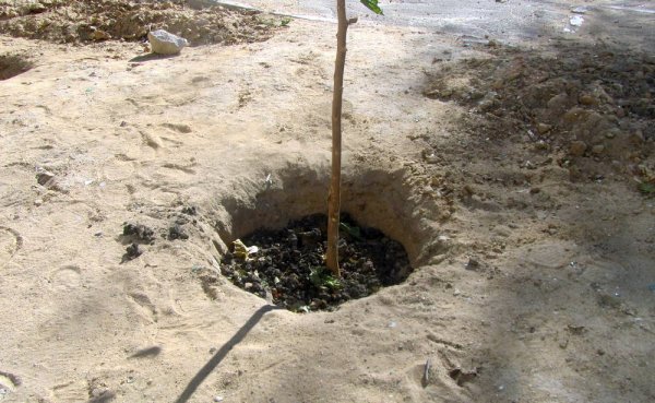 Зелёным накрыть ковром: Мужчина высадил тутовник в Актау