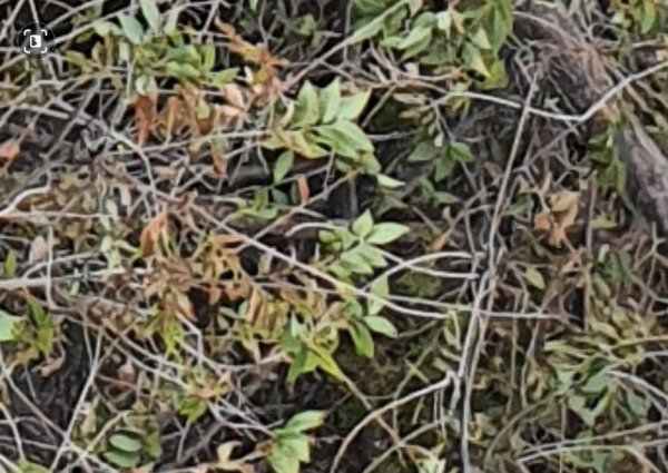 Пилят по-живому: Действия коммунальщиков возмутили жителей Актау