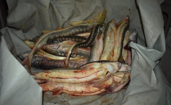 Краснокнижную рыбу изъяли у жителей Форт-Шевченко