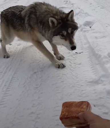 Водитель грузовика увидел волка на обочине зимней дороги и решил покормить
