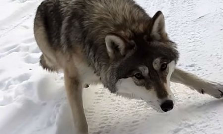 Водитель грузовика увидел волка на обочине зимней дороги и решил покормить