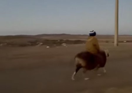 «Настоящий джигит!»: видео с мальчиком, оседлавшим барана, рассмешило казахстанцев