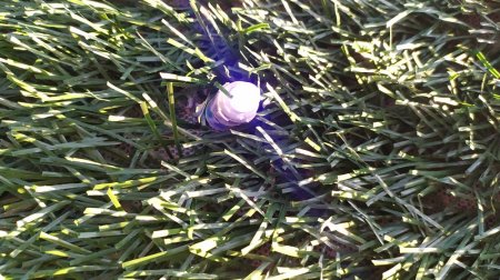 Живучие тюльпаны: в Актау вновь переделывают «Цветочное поле»