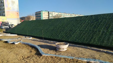 Живучие тюльпаны: в Актау вновь переделывают «Цветочное поле»