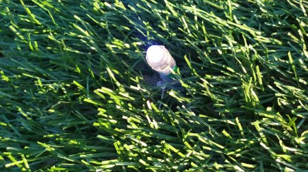 Живучие тюльпаны: в Актау вновь переделывают «Цветочное поле»