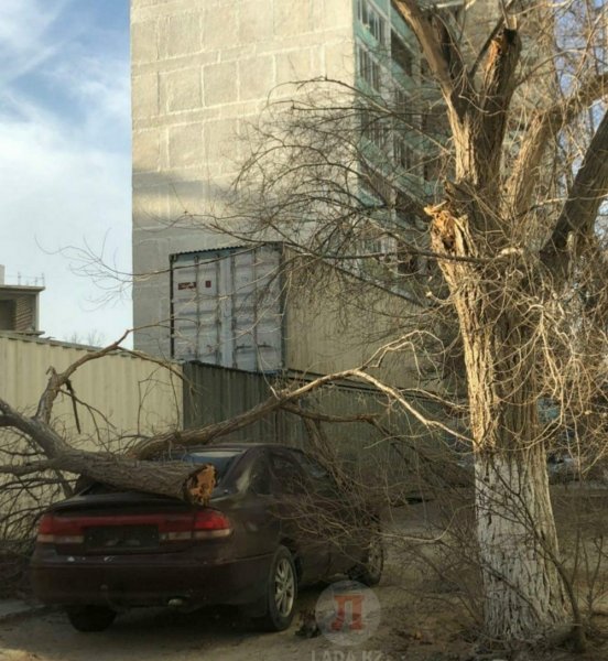 Дерево упало на автомашину в Актау
