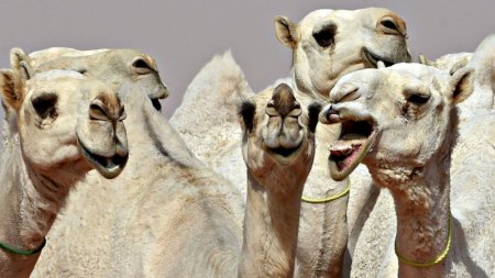 40 верблюдов сняли с конкурса красоты из-за ботокса в Саудовской Аравии 