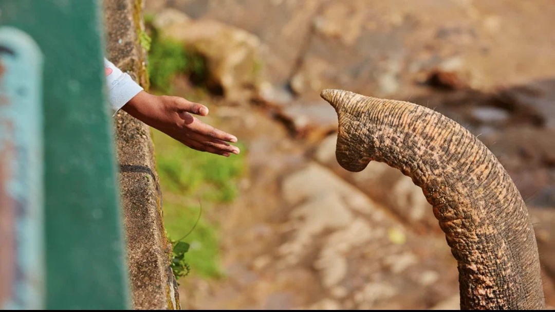 Казахстанцам запретят держать дома слонов и бегемотов