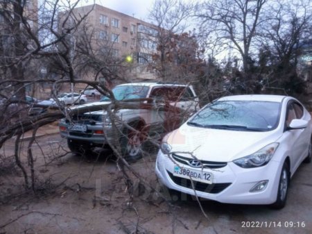 Упавшее дерево повредило автомобиль в Актау