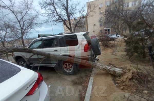 Кто в ответе за упавшее на авто дерево: адвокат из Актау дал разъяснения